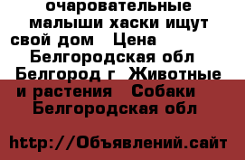 очаровательные малыши хаски ищут свой дом › Цена ­ 25 000 - Белгородская обл., Белгород г. Животные и растения » Собаки   . Белгородская обл.